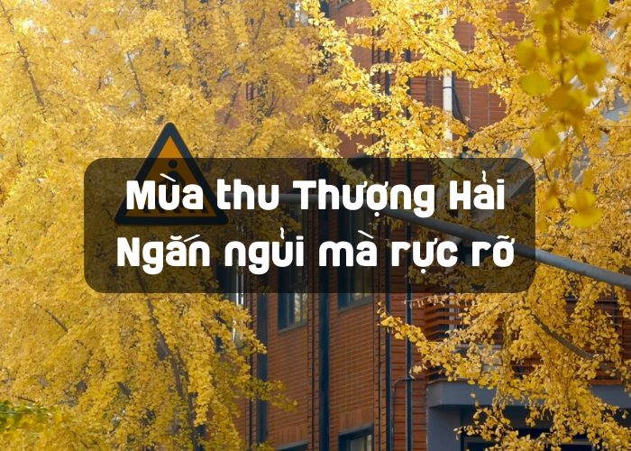 Mùa thu Thượng Hải – Ngắn ngủi mà rực rỡ